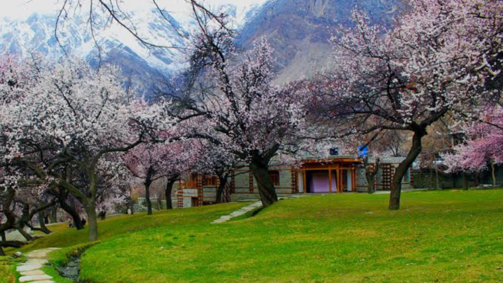 Cinematic view of pink apricot blossoms with snow-capped Rakaposhi mountain in Hunza Valley Pakistan