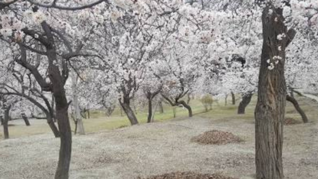 Dramatic Passu Cones peaks behind white apricot blossoms in Upper Hunza during spring season