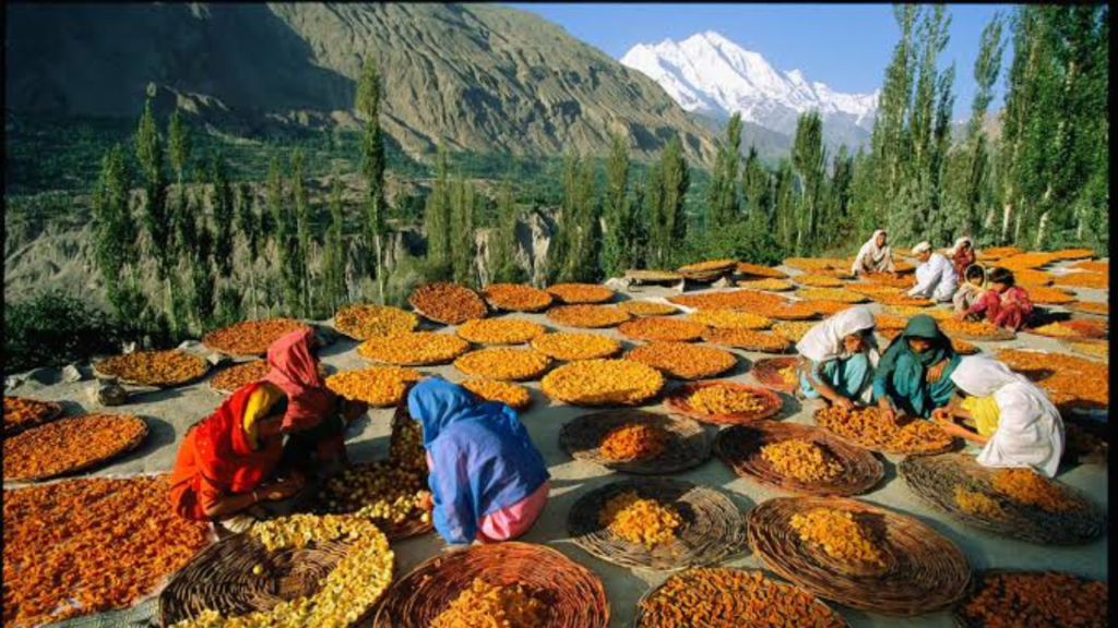 Freshly harvested sweet golden Hunza apricots in a traditional woven basket