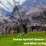 Cinematic view of pink apricot blossoms with snow-capped Rakaposhi mountain in Hunza Valley Pakistan
