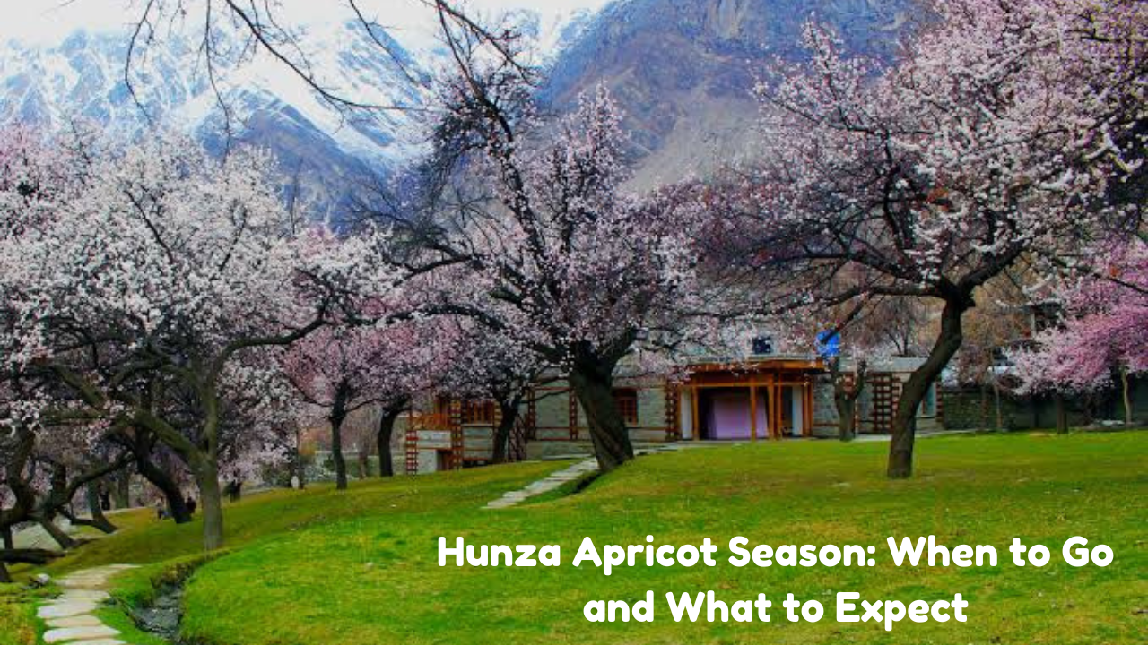 Cinematic view of pink apricot blossoms with snow-capped Rakaposhi mountain in Hunza Valley Pakistan